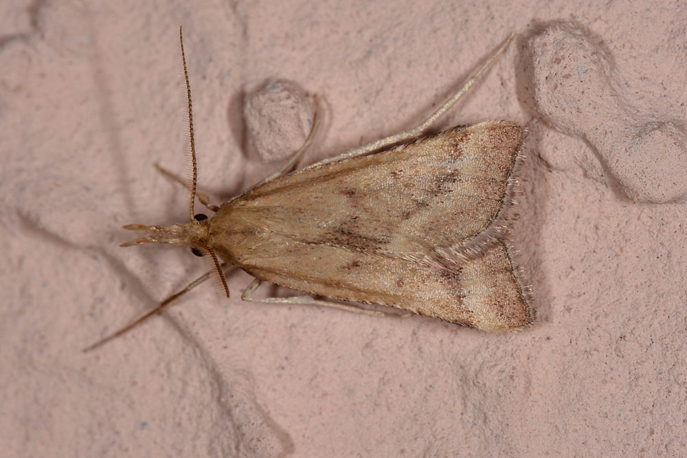 Crambidae? No, Pyralidae: Synaphe punctalis